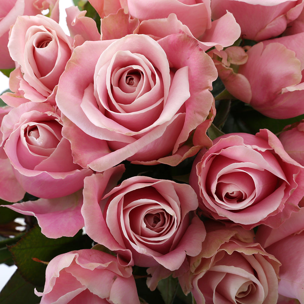 Roos Pink Avalanche Large (20 stuks)
