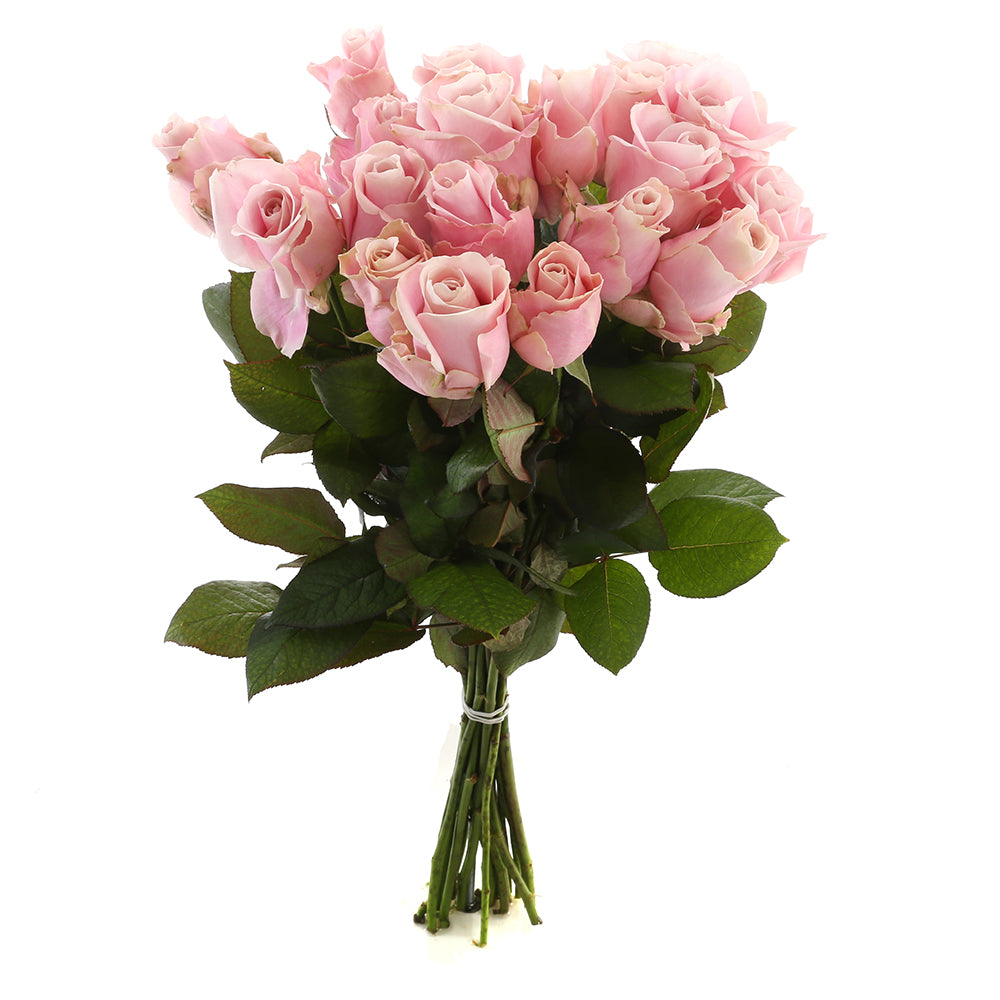 Roos Pink Avalanche Large (20 stuks)