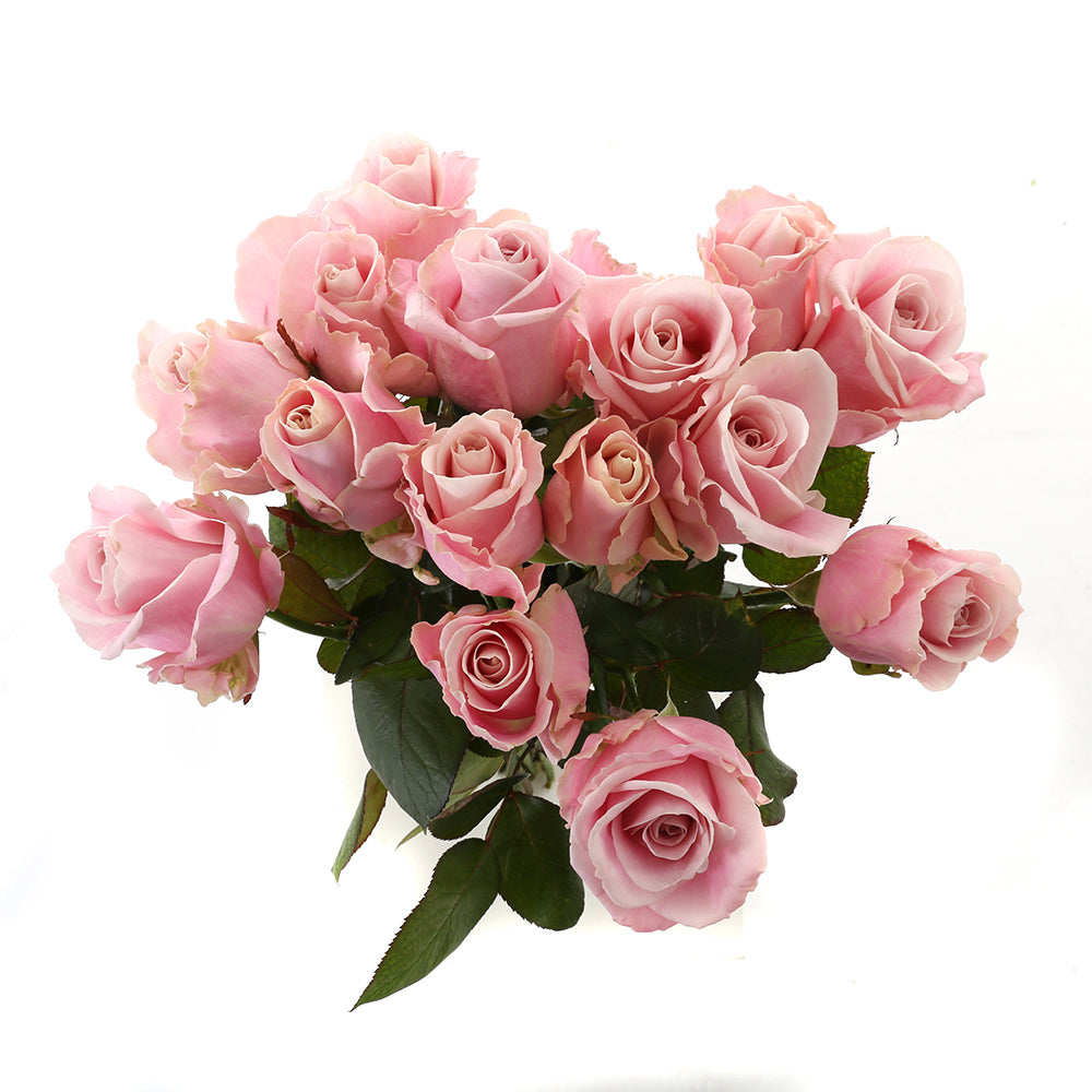 Roos Pink Avalanche Medium (15 stuks)