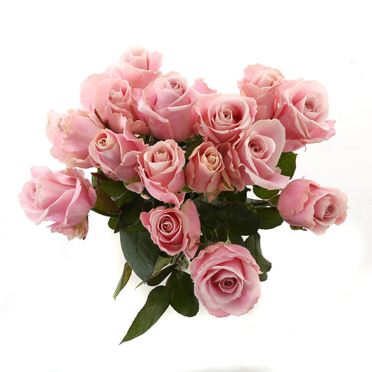 Roos Pink Avalanche Medium (15 stuks)