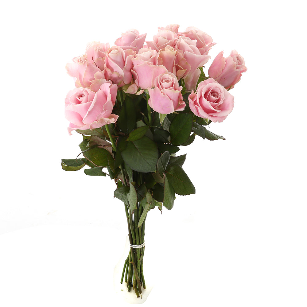 Roos Pink Avalanche Medium (15 stuks)