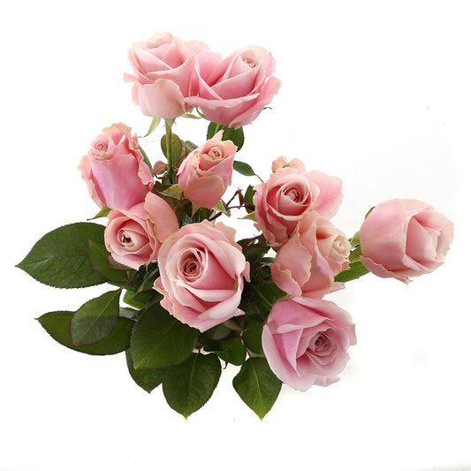 Roos Pink Avalanche Small (10 stuks)