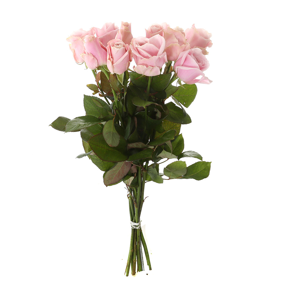 Roos Pink Avalanche Small (10 stuks)