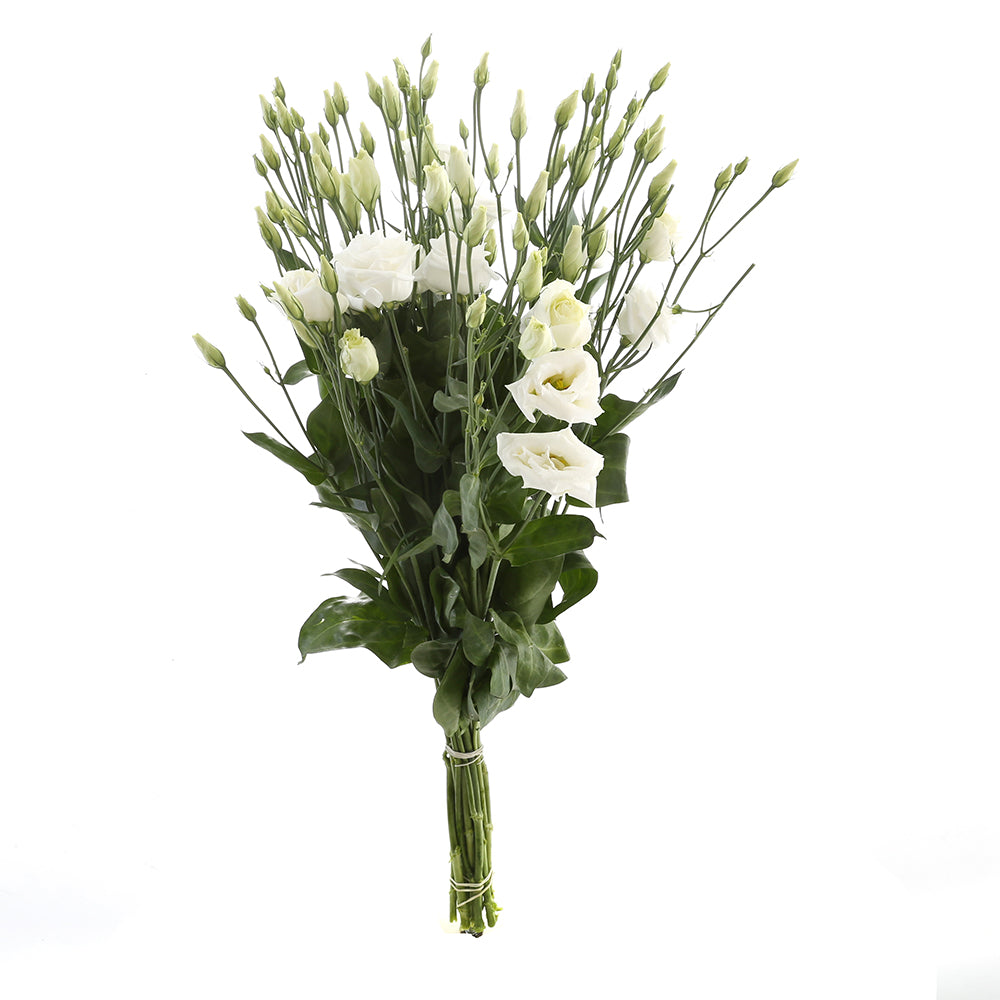 Lisianthus