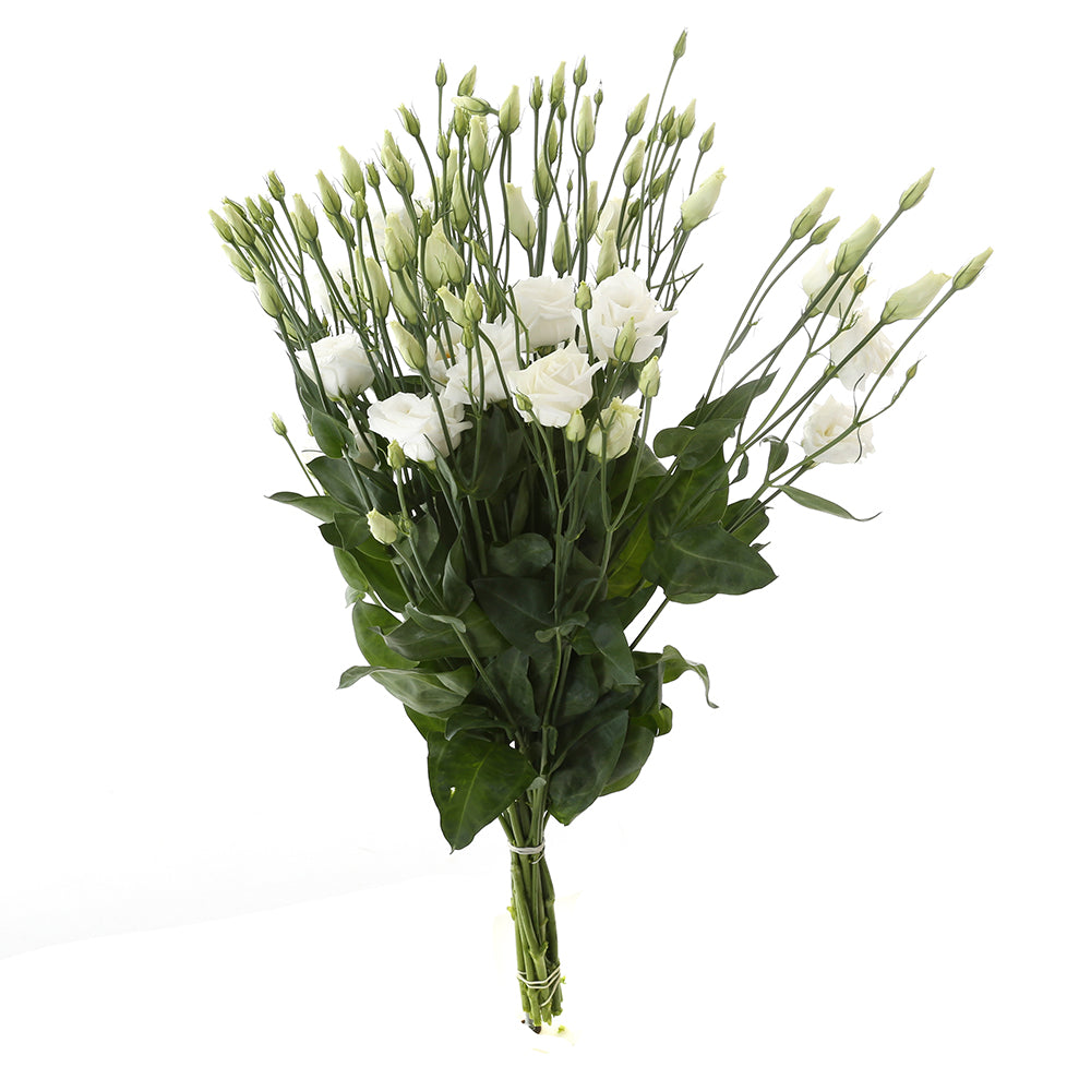 Lisianthus