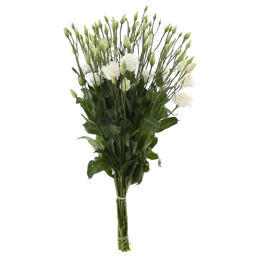 Lisianthus