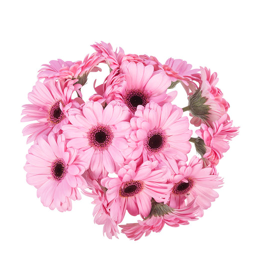 Gerbera
