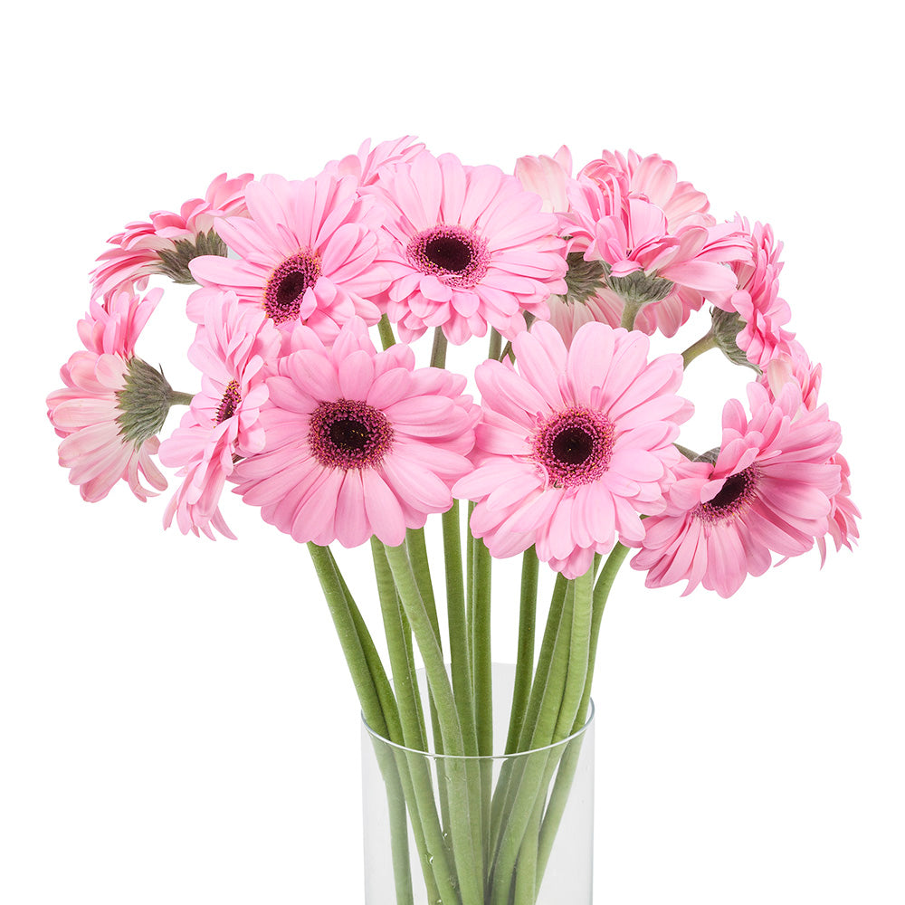 Gerbera
