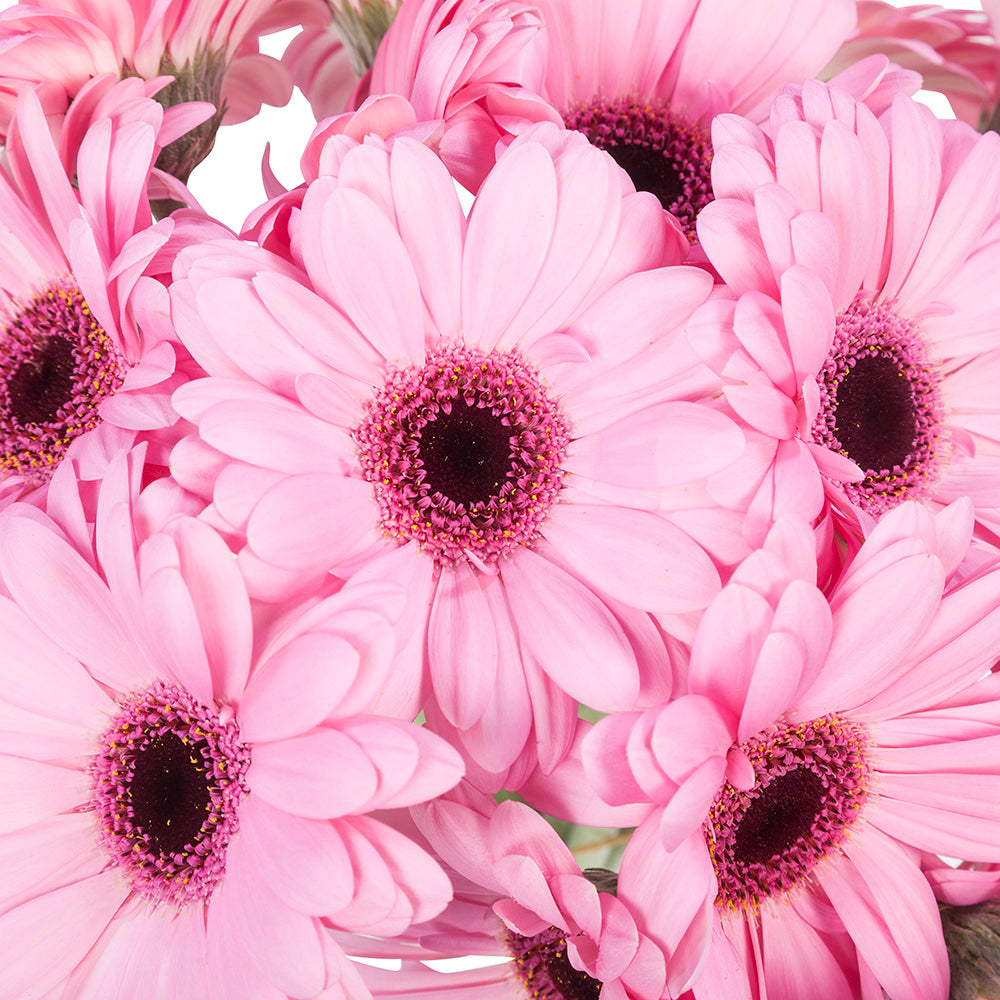 Gerbera