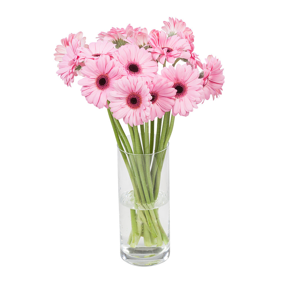 Gerbera