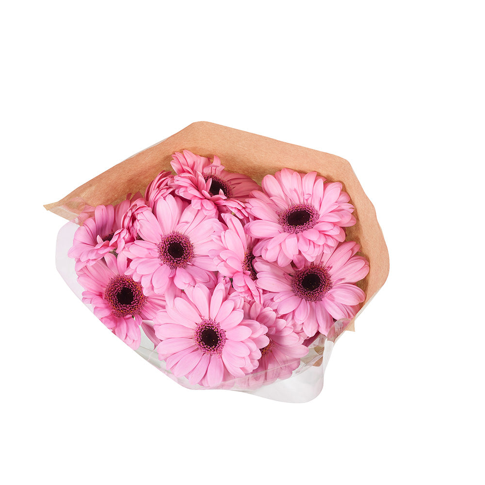Gerbera