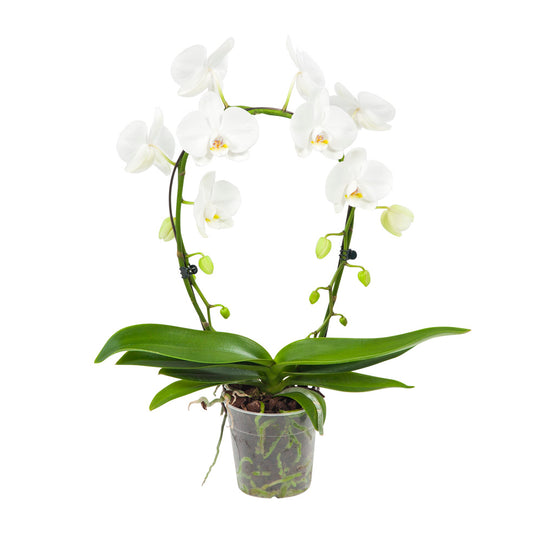 Witte orchidee Mirror Miracle
