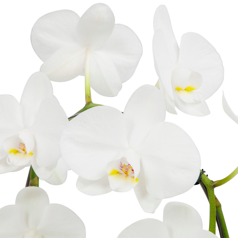Witte orchidee Mirror Miracle