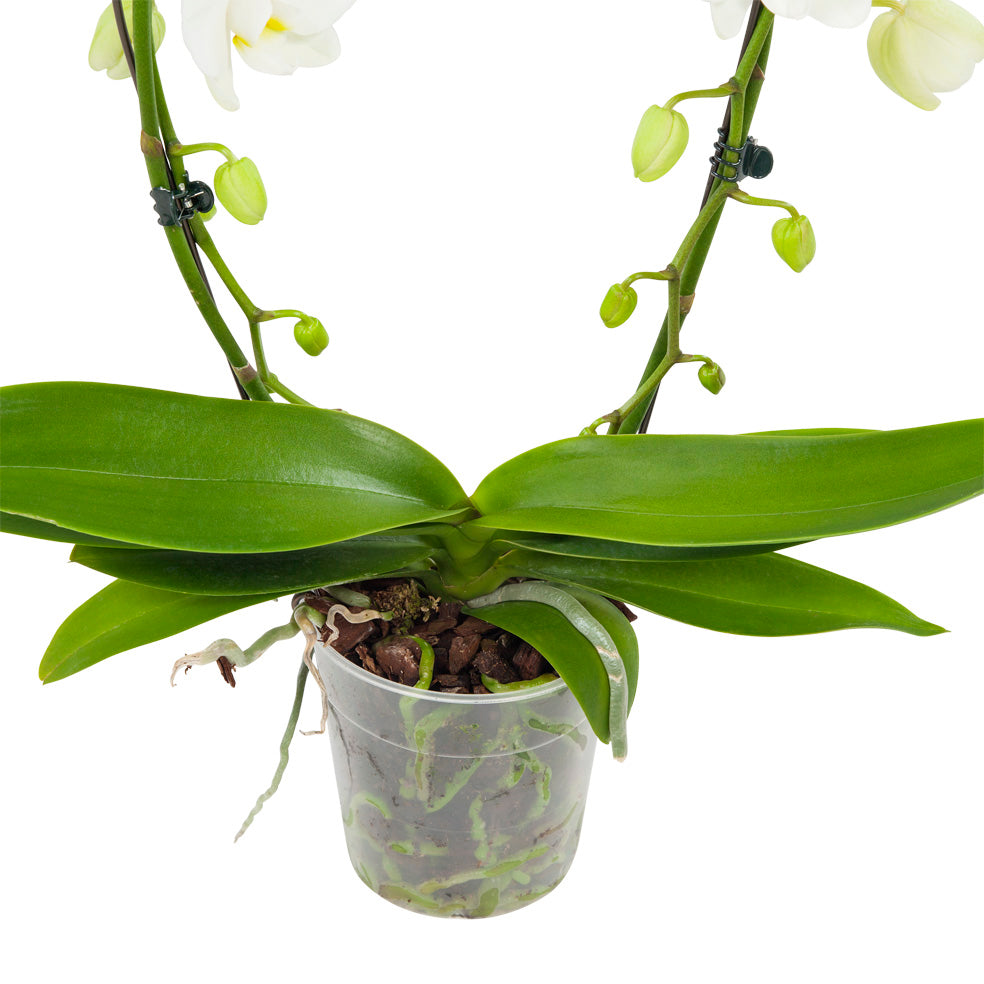 Witte orchidee Mirror Miracle