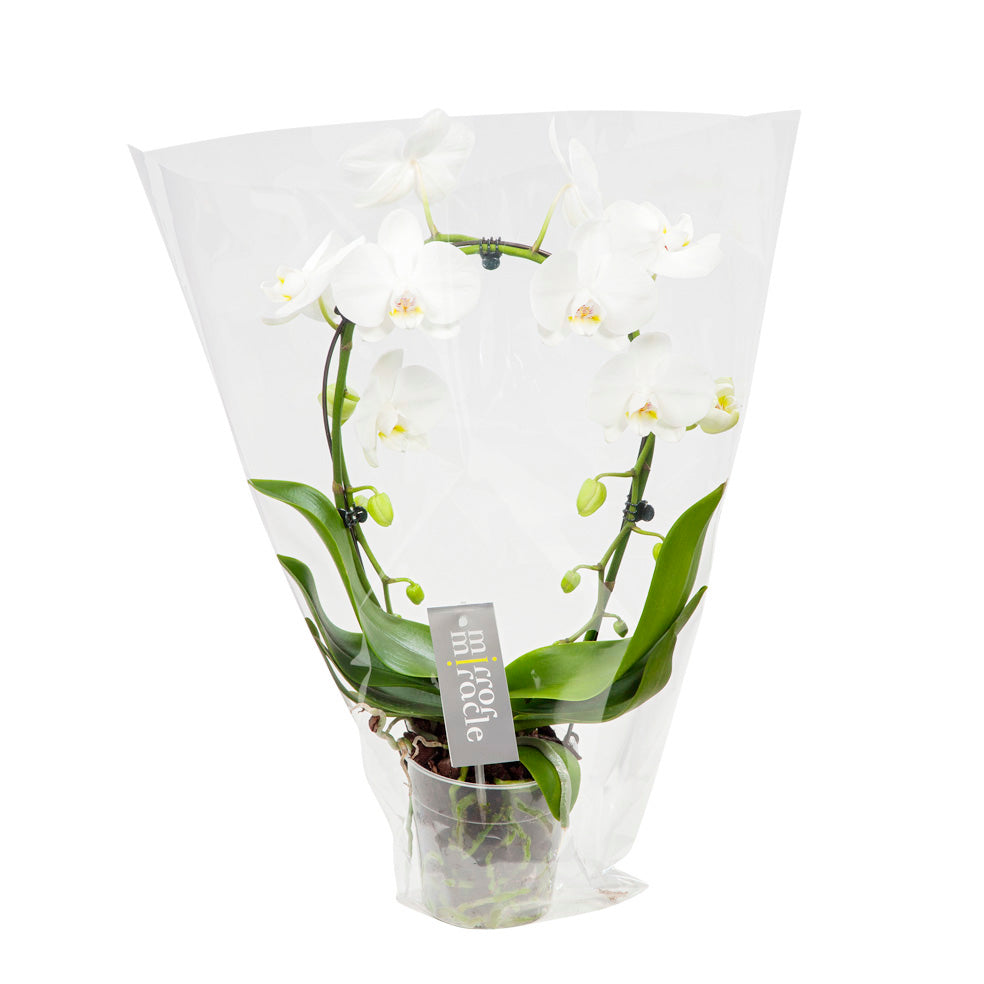 Witte orchidee Mirror Miracle