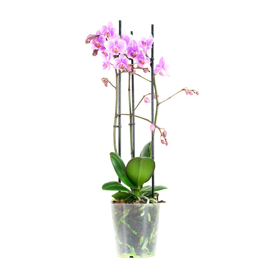 Phalaenopsis Multiflora Rosanna