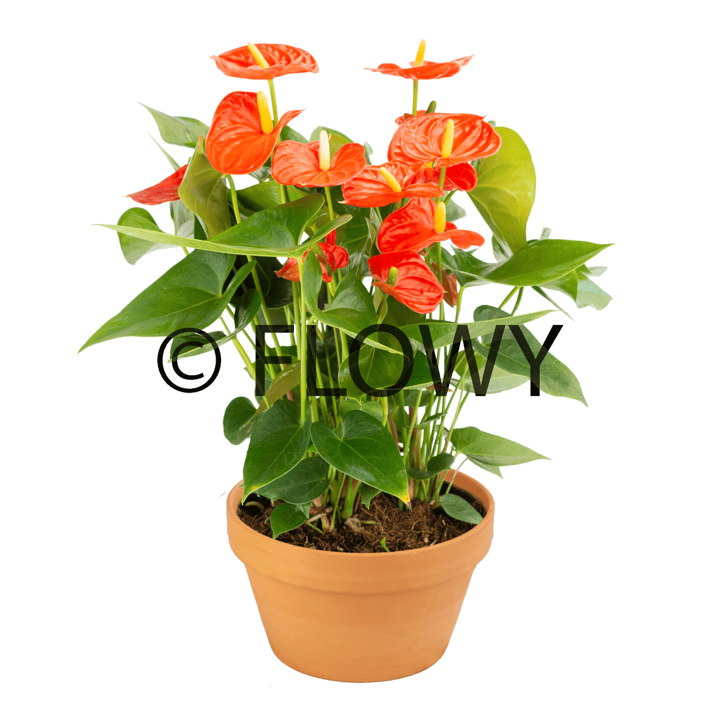 Sierra orange + terracota big