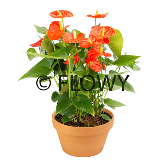 Sierra orange + terracota big