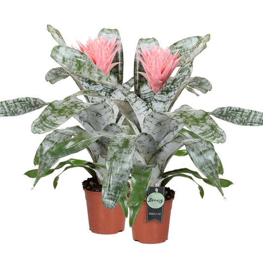 Aechmea Primera double