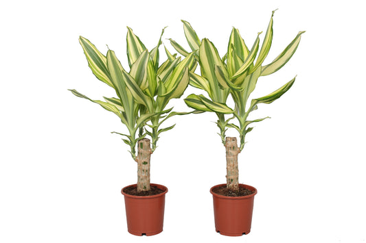 Dracaena Yellow Coast