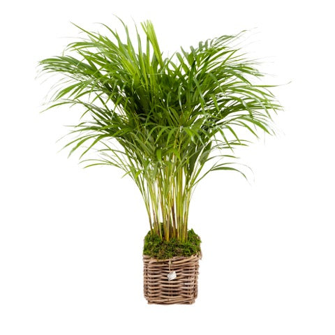 Areca 'Goudpalm' met rietenmand