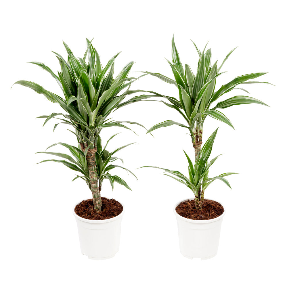 Dracaena Fragrans 'Warneckii'