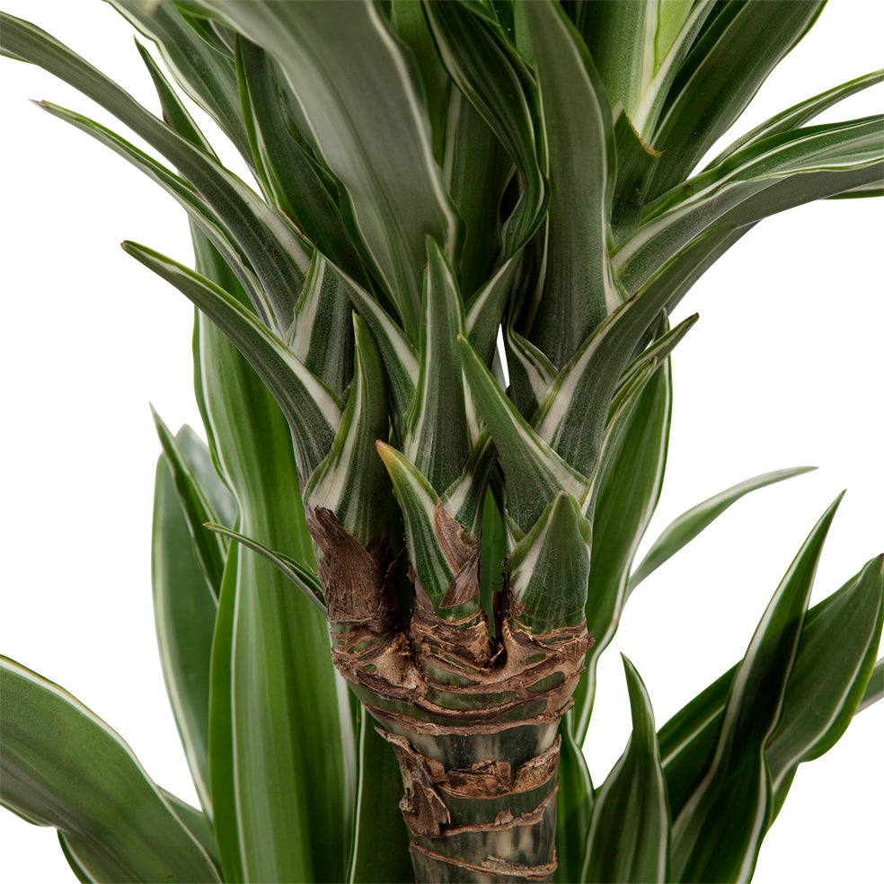 Dracaena Fragrans 'Warneckii'