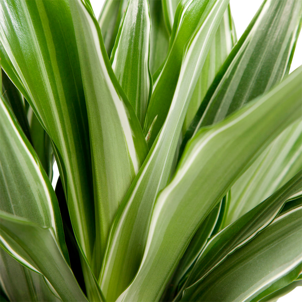 Dracaena Fragrans 'Warneckii'