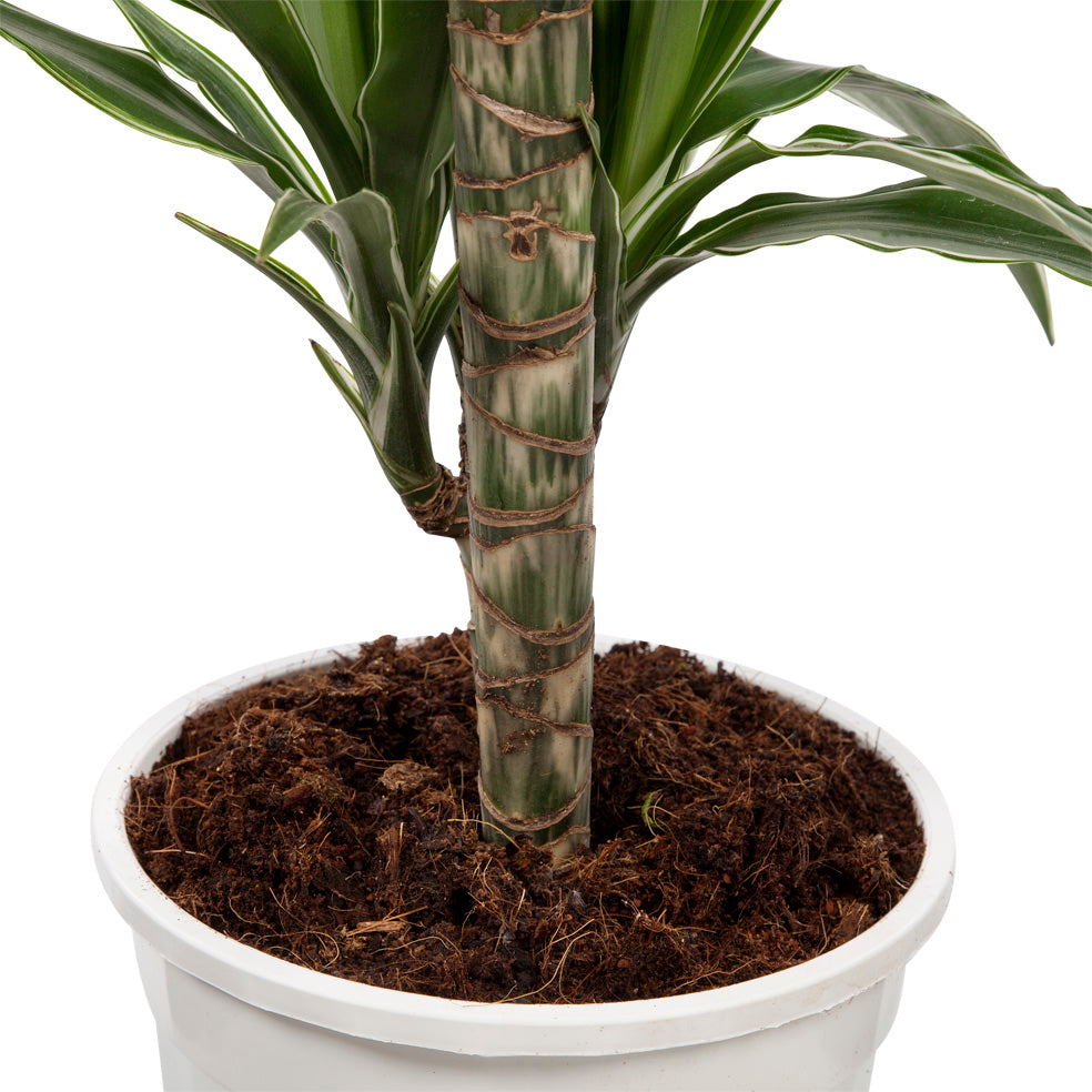 Dracaena Fragrans 'Warneckii'