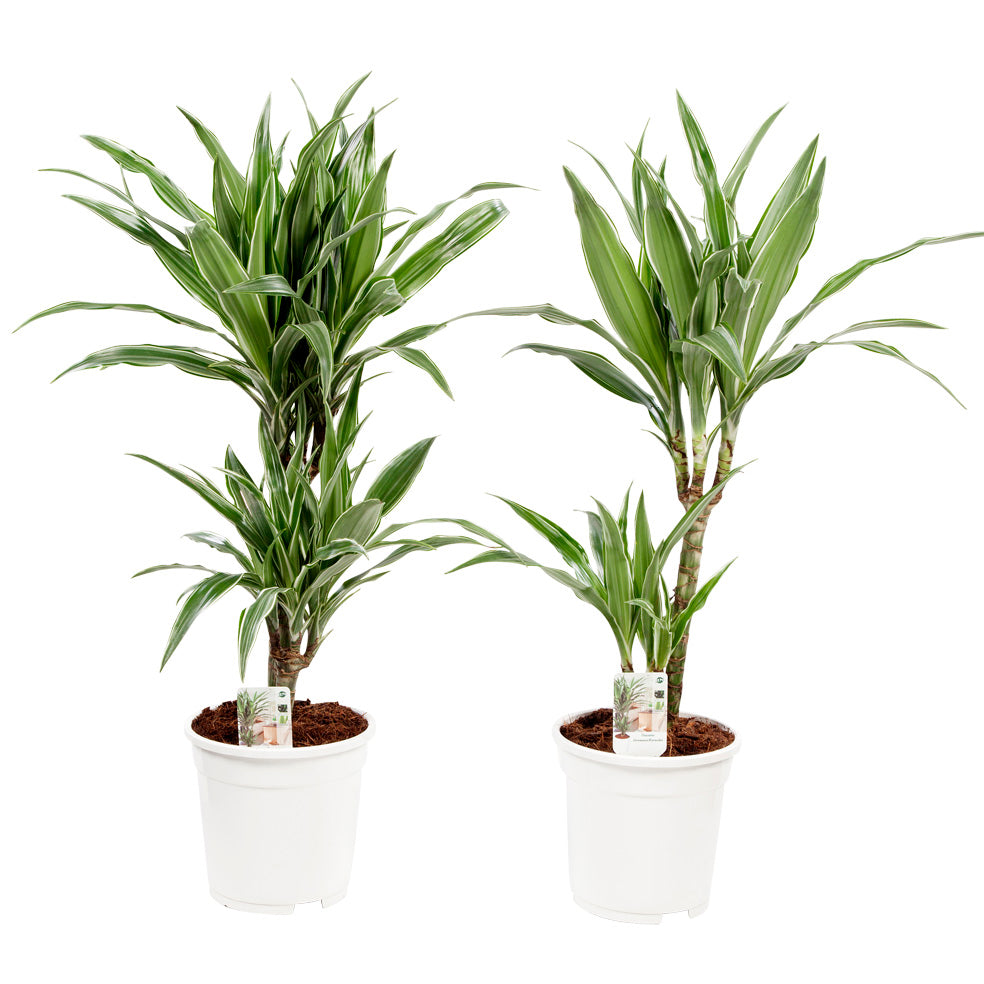 Dracaena Fragrans 'Warneckii'