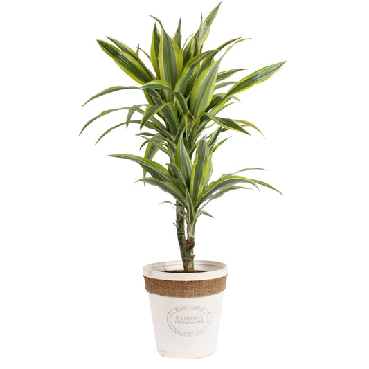 Dracaena 'lemon lime' in witte chipwood pot