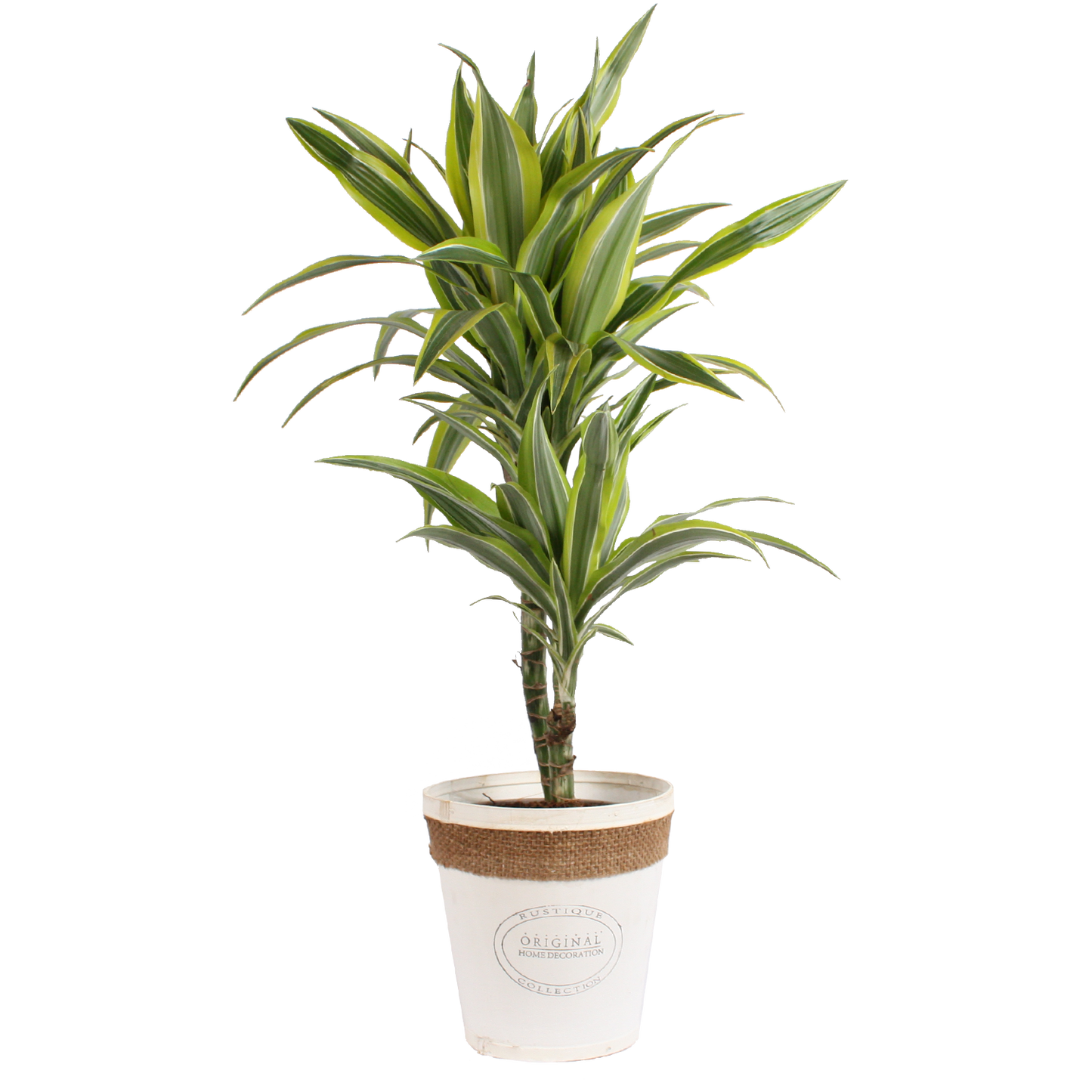 Dracaena 'lemon lime' in witte chipwood pot