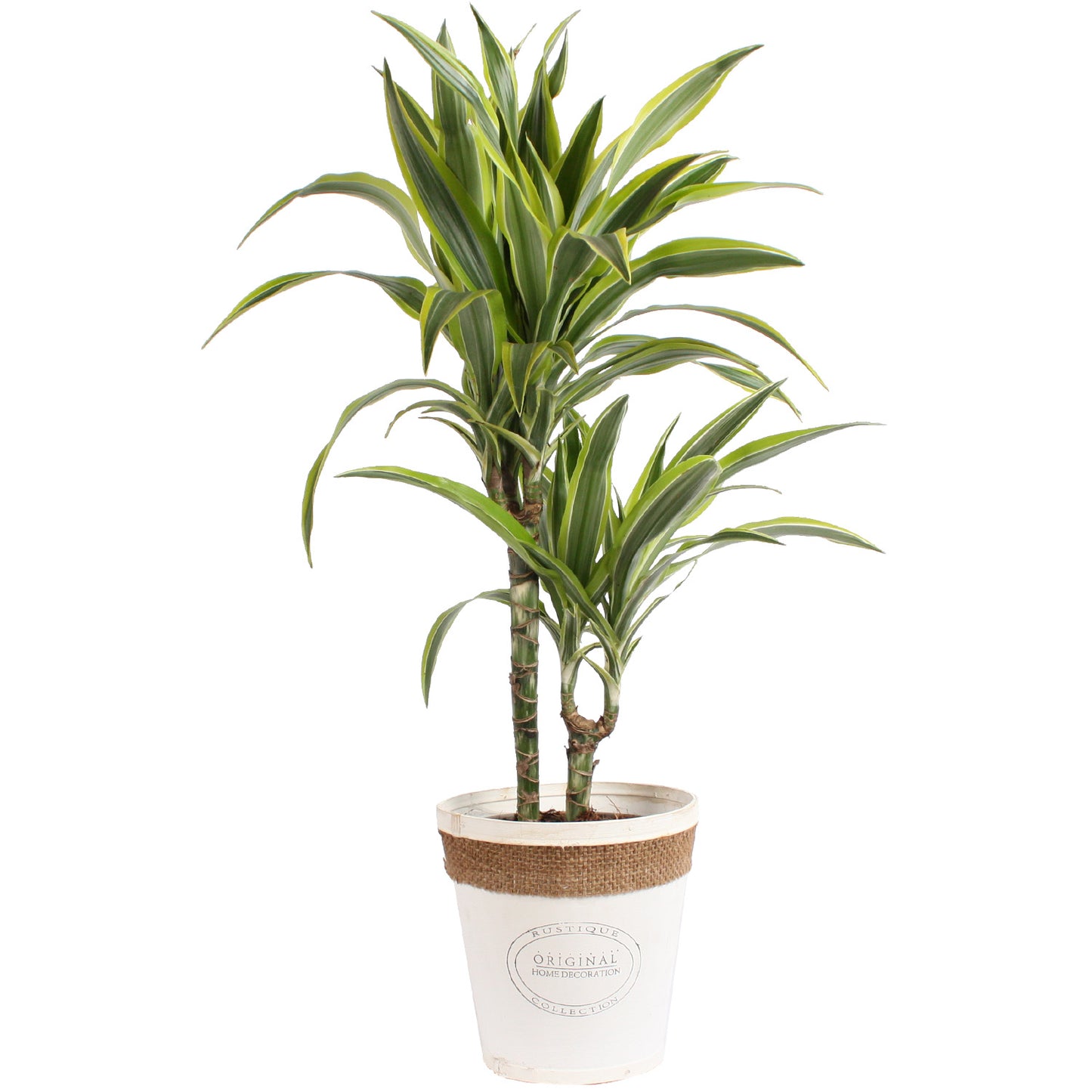 Dracaena 'lemon lime' in witte chipwood pot