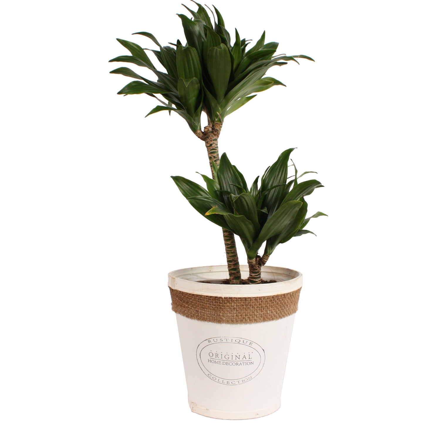 Dracaena fragrans compacta in witte chipwood pot