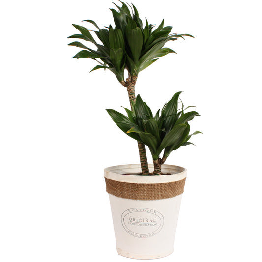 Dracaena fragrans compacta in witte chipwood pot