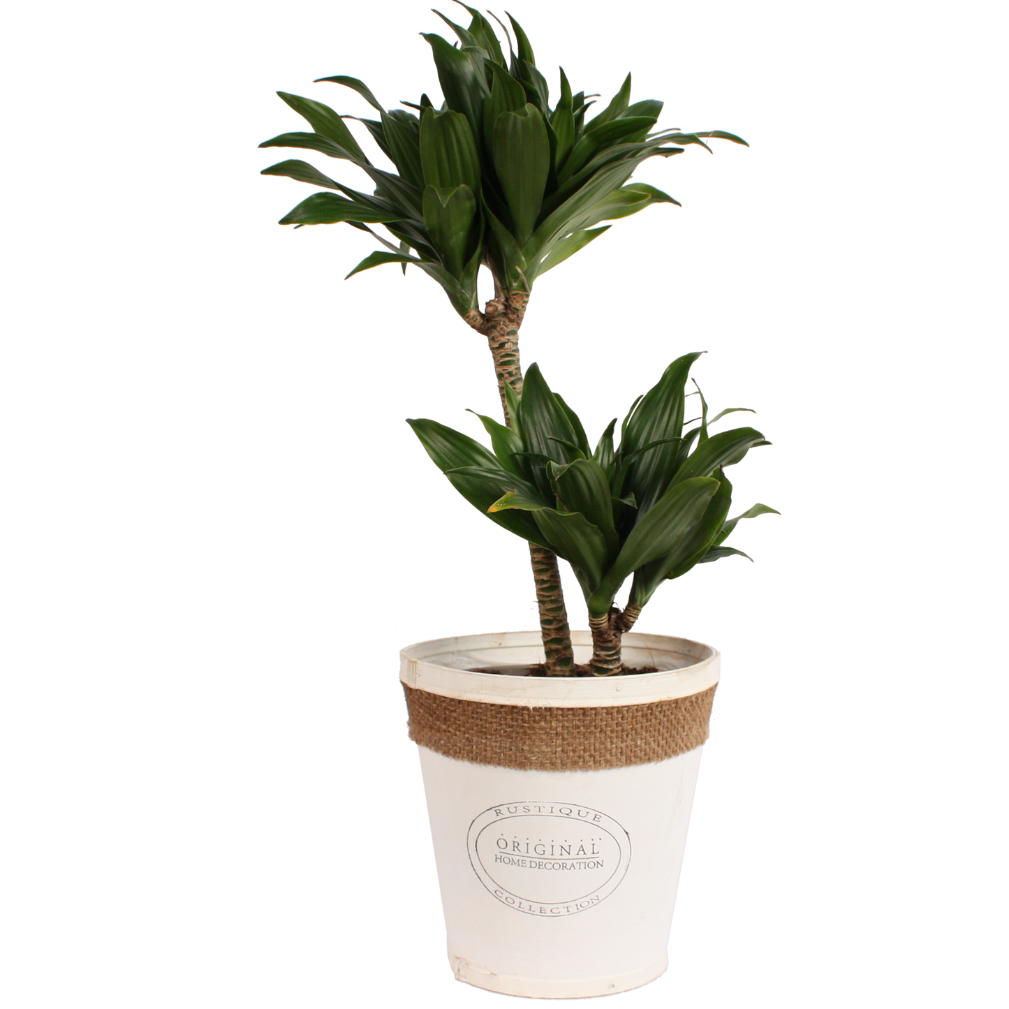Dracaena fragrans compacta in witte chipwood pot