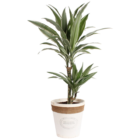 Dracaena Warneckei in witte chipwood pot
