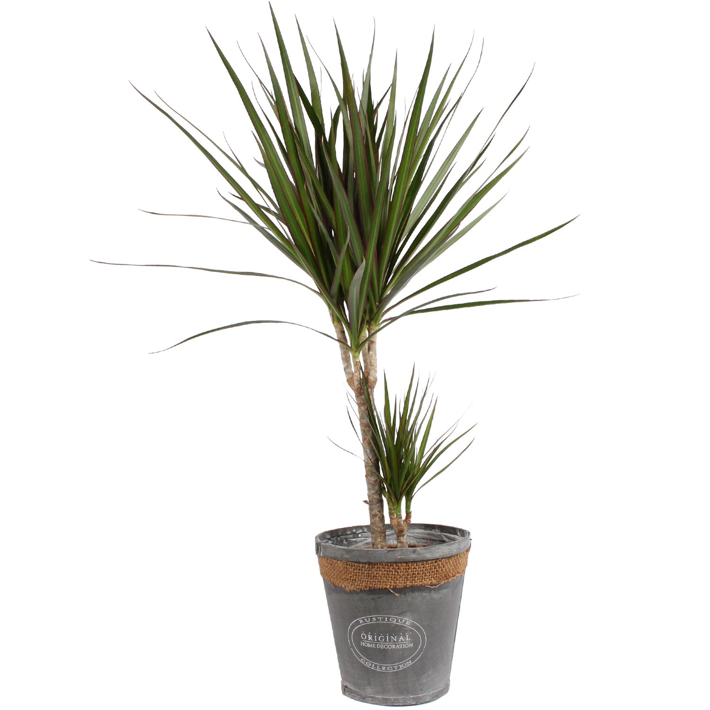 Dracaena Marginata in grijze chipwood pot