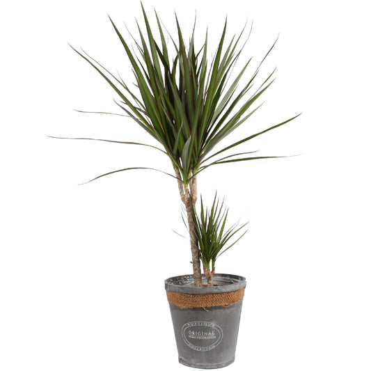 Dracaena Marginata in grijze chipwood pot