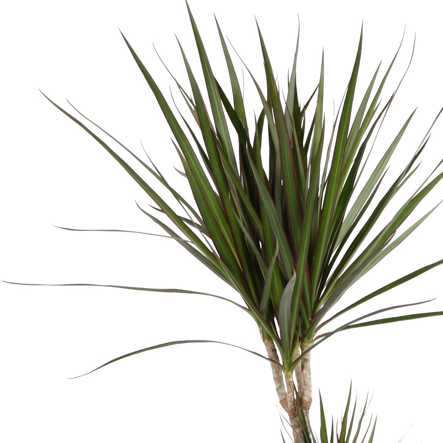 Dracaena Marginata in grijze chipwood pot