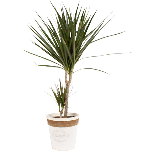 Dracaena Marginata in witte chipwood pot