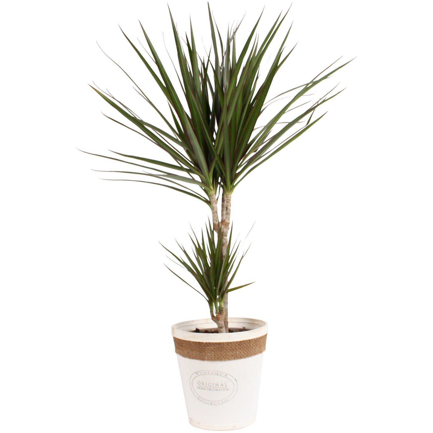 Dracaena Marginata in witte chipwood pot