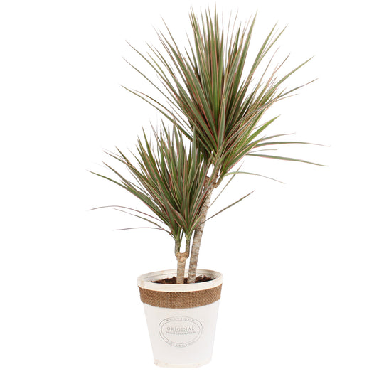 Dracaena Marginata Bicolour in witte chipwood pot