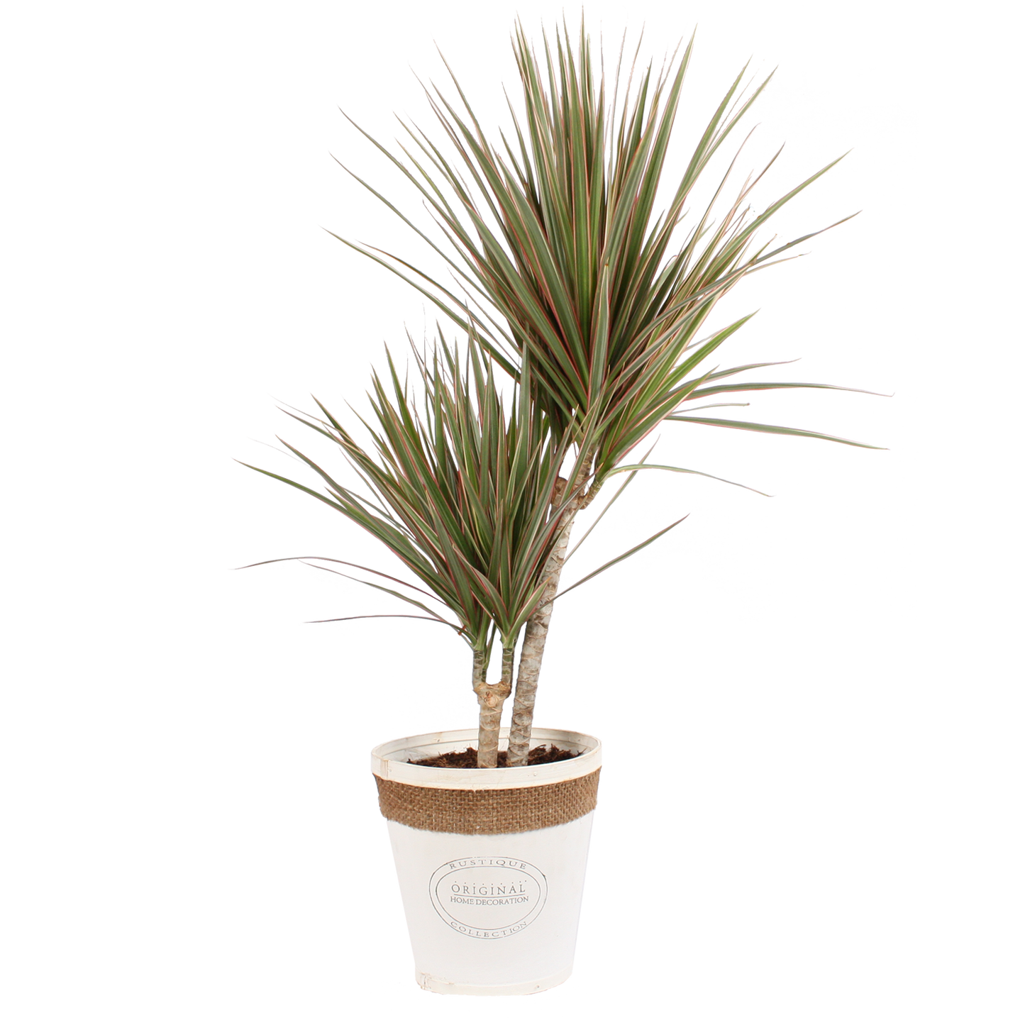 Dracaena Marginata Bicolour in witte chipwood pot