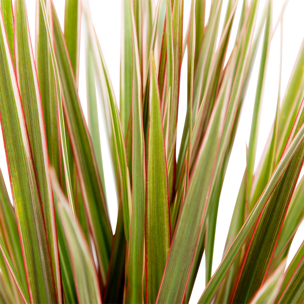 Dracaena Marginata 'Bicolour'