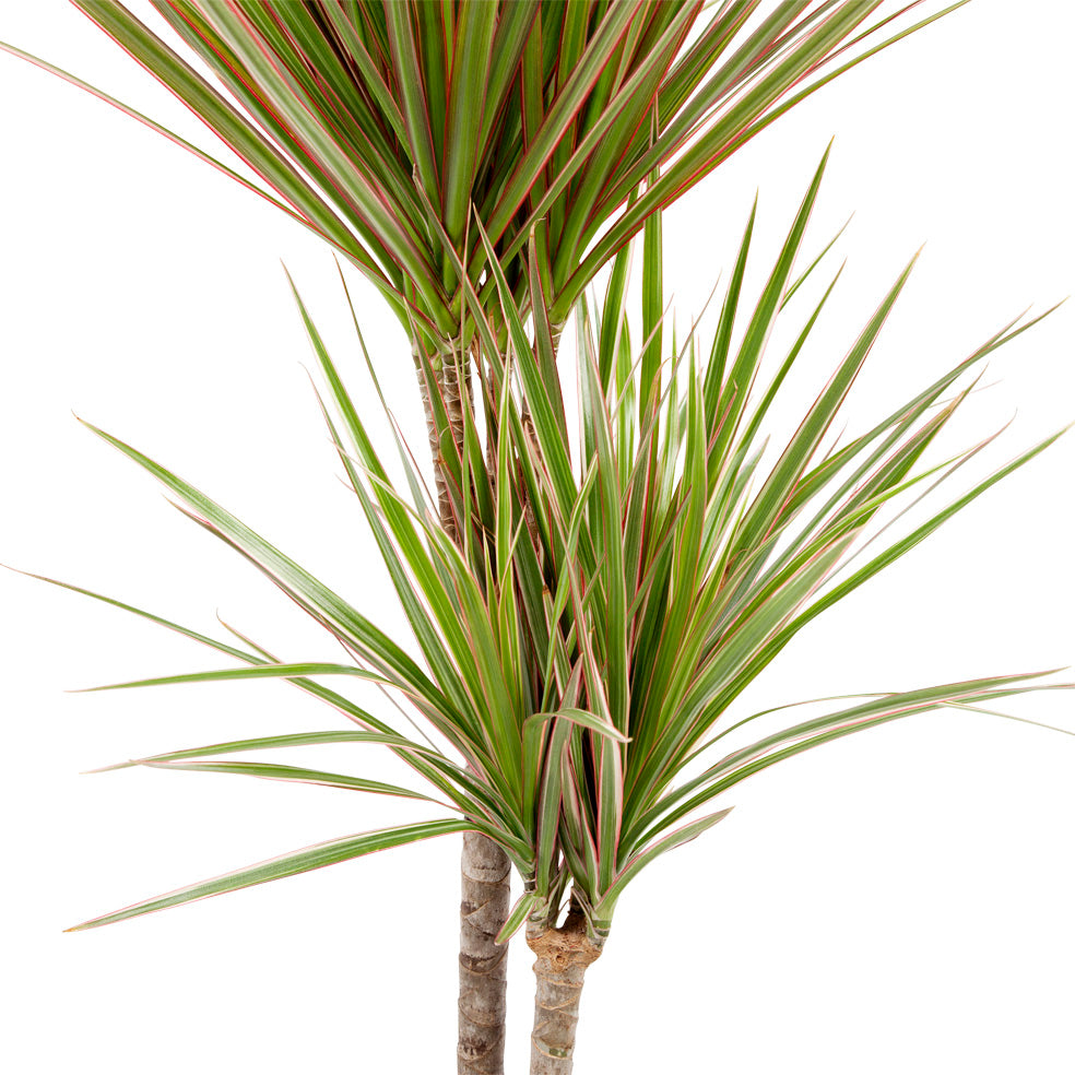 Dracaena Marginata 'Bicolour'