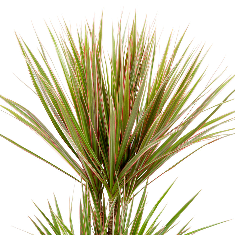 Dracaena Marginata 'Bicolour'