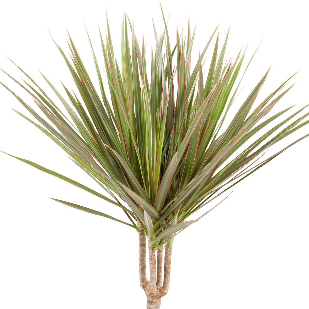 Dracaena 'Bicolour'