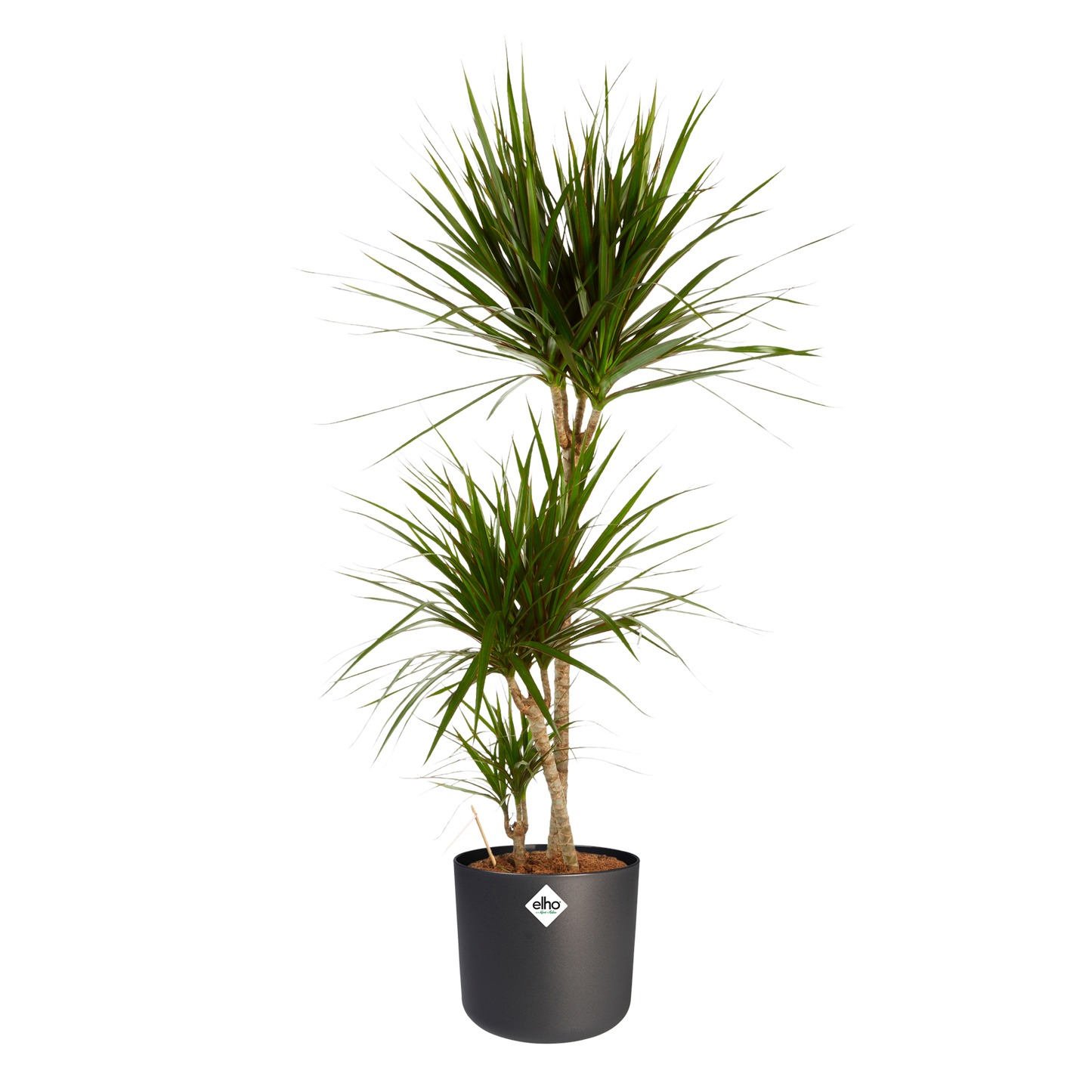 Dracaena Marginata in ® ELHO b.for soft sierpot