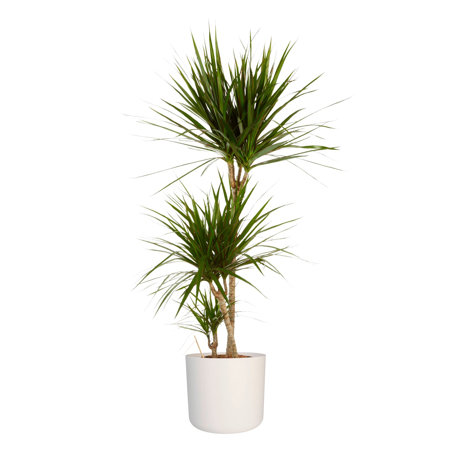 Dracaena Marginata in ® ELHO b.for soft sierpot